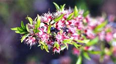 Almond blossom