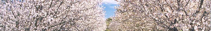 Almond blossom trees
